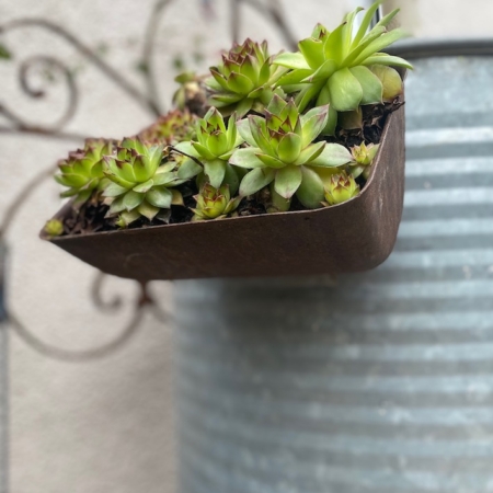 Gros plan de la jardinière suspendue Coupelle à Grains, mettant en valeur des plantes succulentes vertes sur un mur texturé et un fond de tonneau en métal vintage. Brocante 93